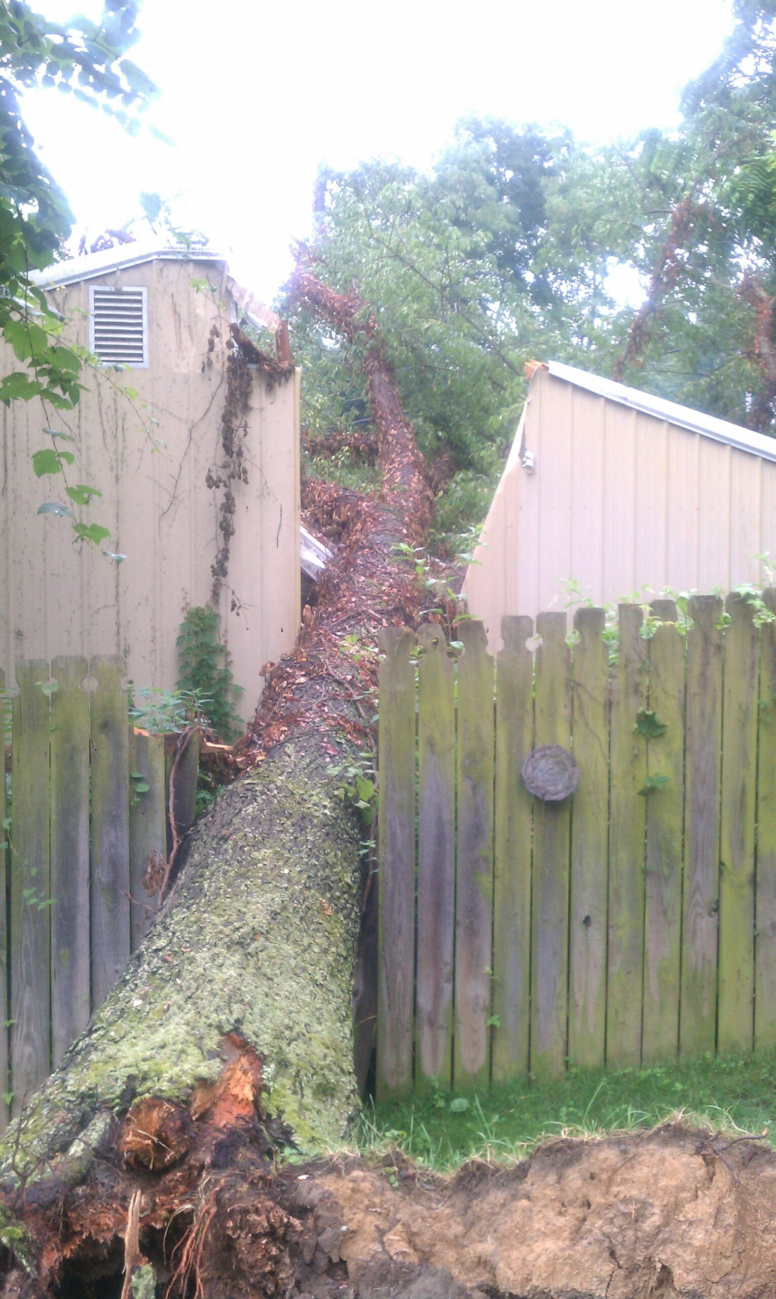 Tree down storm damage
